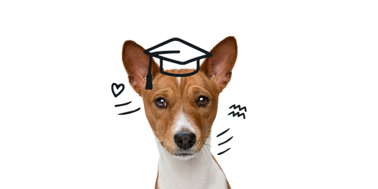 Aquarius Dog Personality: The Visionary, Independent, and Quirky Pup