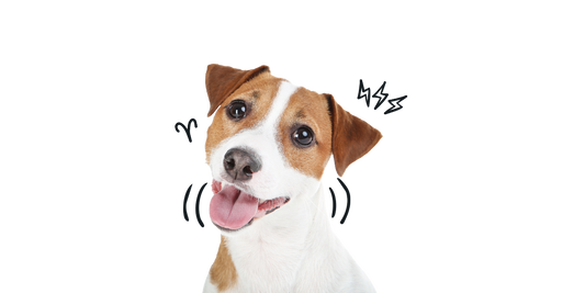 Aries Dog Personality: Why Your Pup Might Be a Fire-Sign Dynamo
