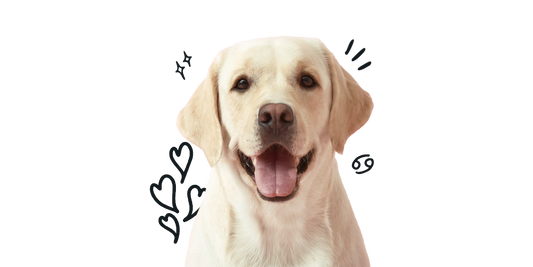 Cancer Dog Personality: The Loyal, Sensitive, and Nurturing Pup