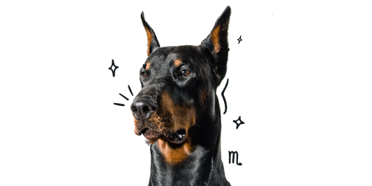 Scorpio Dog Personality, The Intense, Loyal, and Sharp-Sensed Pup