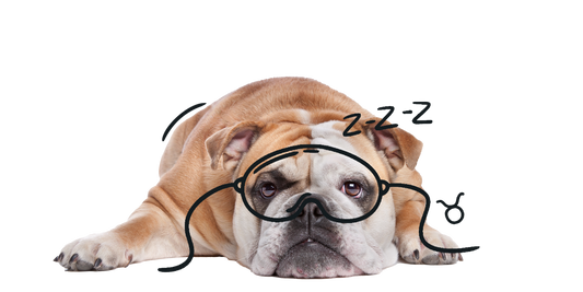 Taurus Dog Personality: The Loyal, Calm, and Comfort-Loving Pup