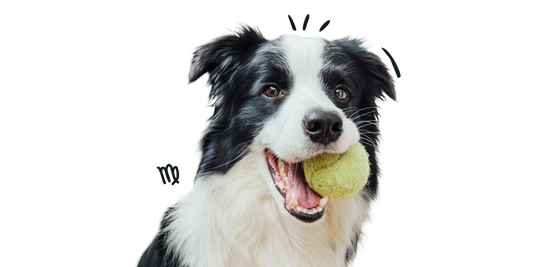 Virgo Dog Personality: The Thoughtful, Loyal, and Detail-Oriented Pup