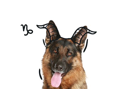 Capricorn Dog Personality: The Loyal, Focused, and Dependable Pup