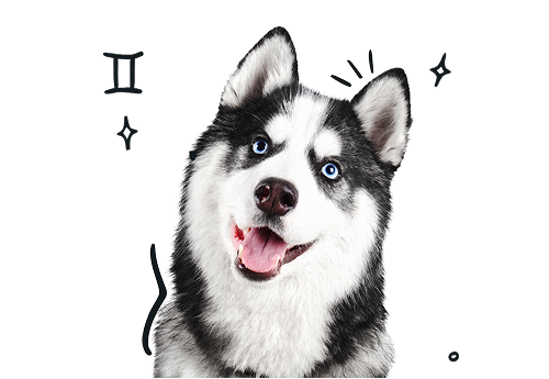 Gemini Dog Personality: The Curious, Playful, and Adaptable Pup