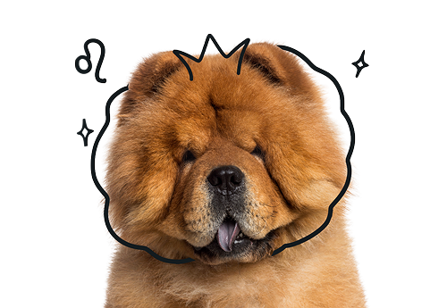 Leo Dog Personality: The Confident, Dramatic, and Playful Pup