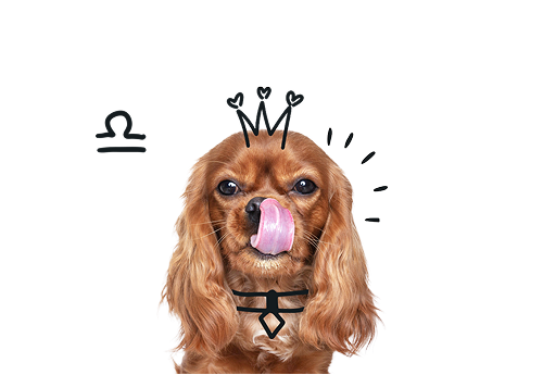 Libra Dog Personality: The Charming, Balanced, and Social Pup