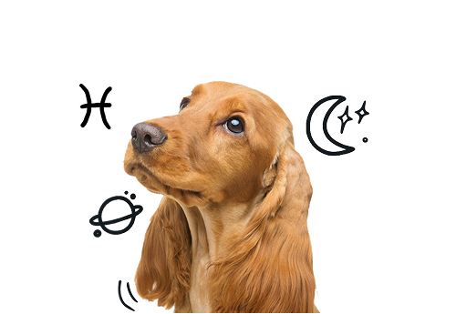 Pisces Dog Personality: The Dreamy, Gentle, Soft-Hearted Pup
